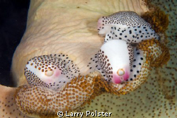 Muck dive Lembeh, Cowrie gathering.... D300-60mm by Larry Polster 